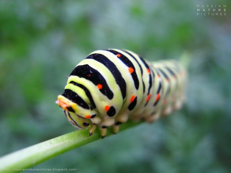 Fauna Caterpillar Russian Nature Pictures