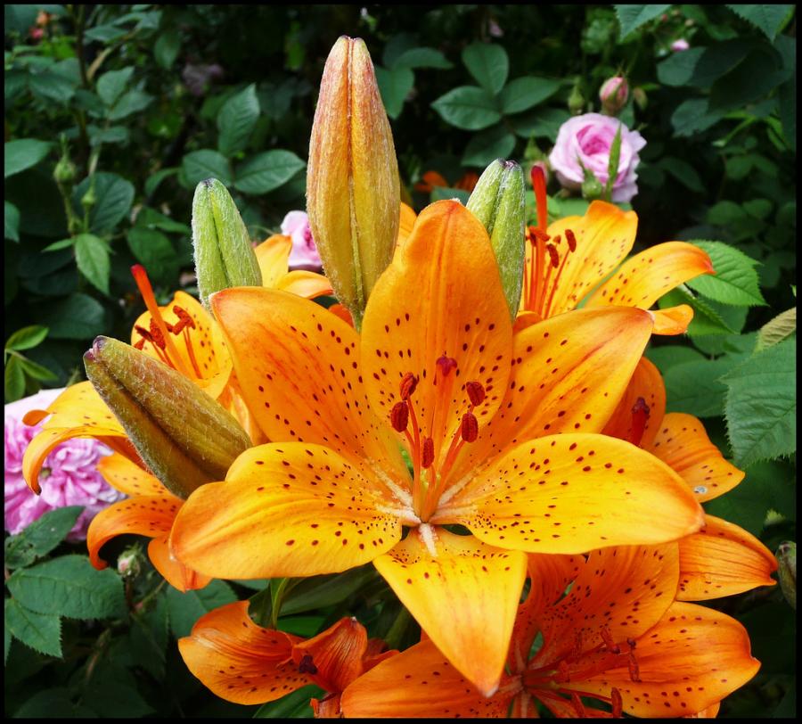 flowers for flower lovers. lily flower.
