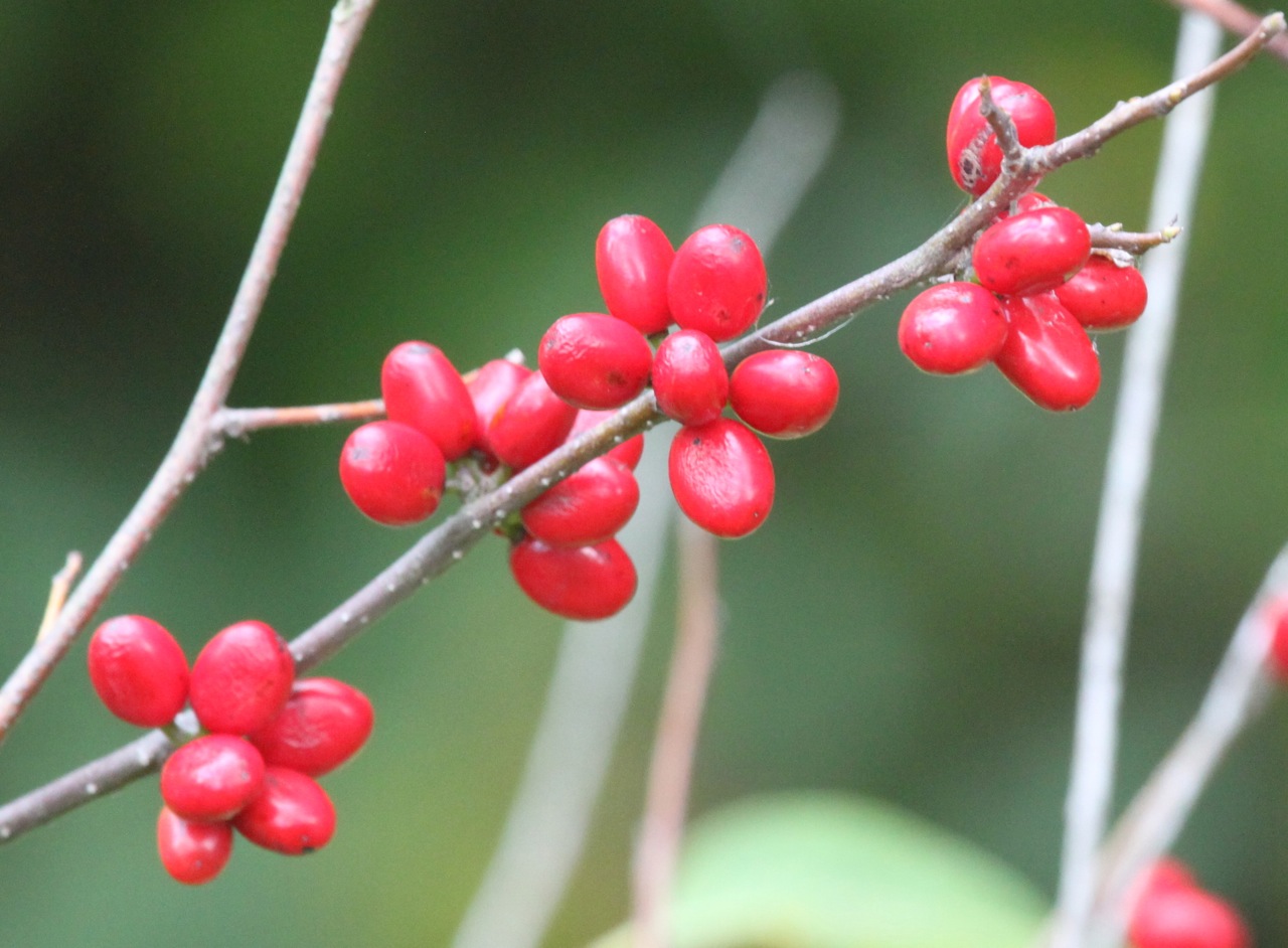 Kalamazoo Seasons Spicebush berries