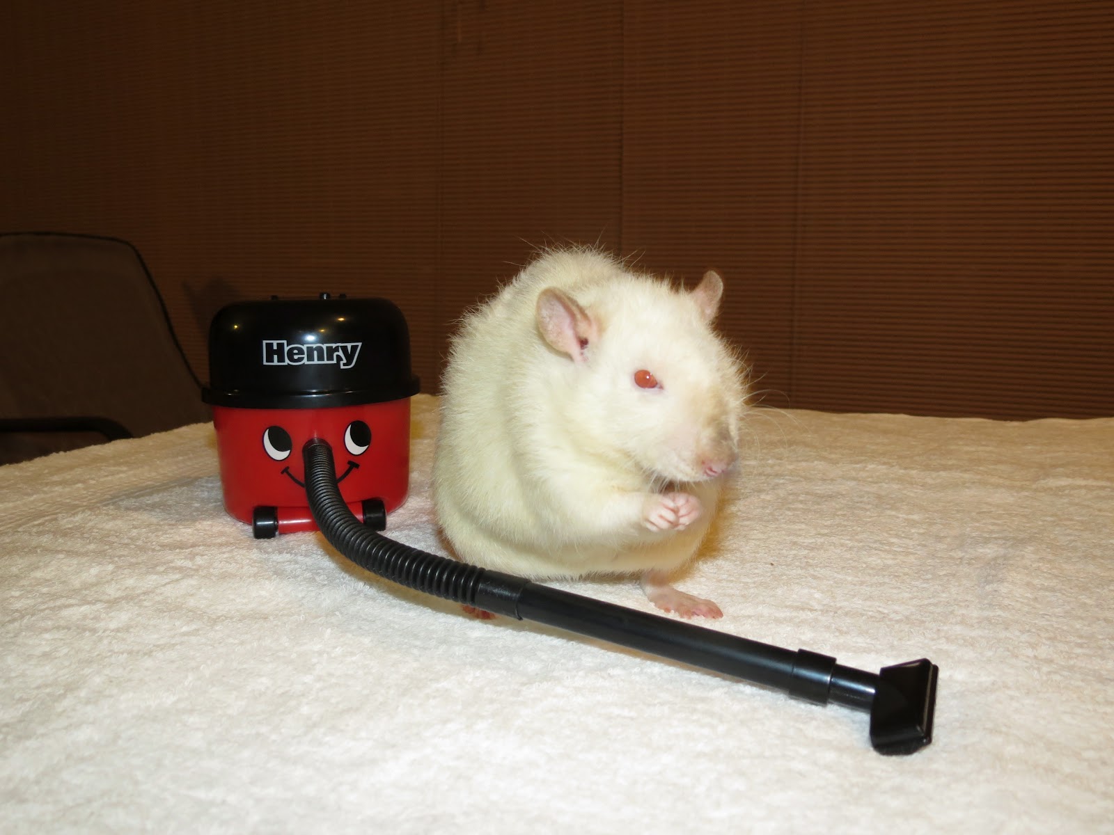 Lil' Blog and More GettingPersonal.co.uk Mini Desktop Henry Vaccuum Cleaner (with Rat Pictures