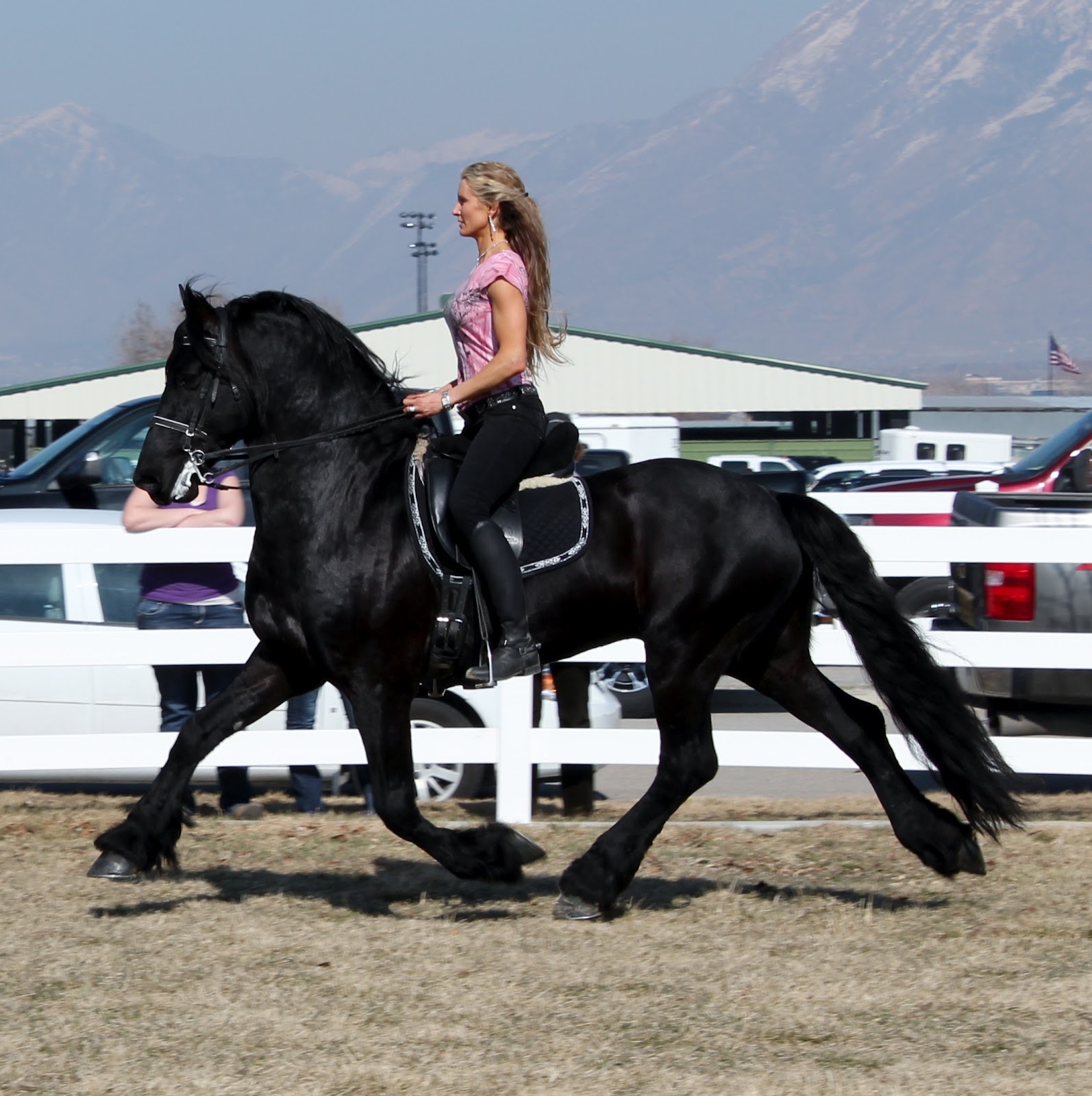 Royal Grove Stables Blog UTAH HORSE EXPO & APOLLO Friesian Stallion