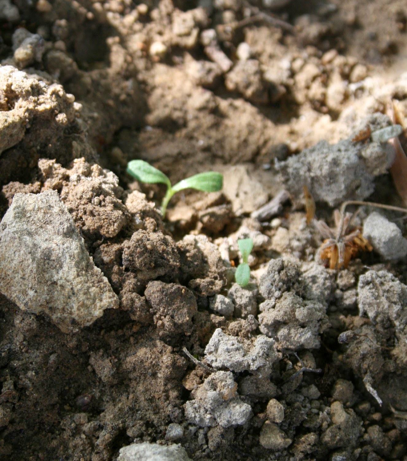 Lettuce is sprouting! Lettuce is sprouting!