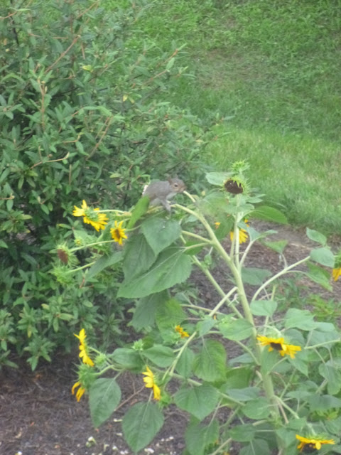 Squirrel posing on sunflower