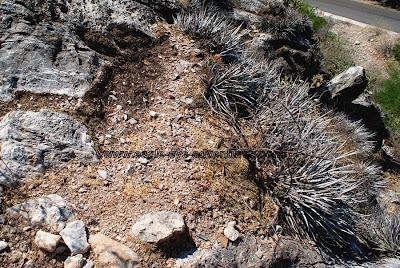 Hechtia zamudioi in habitat