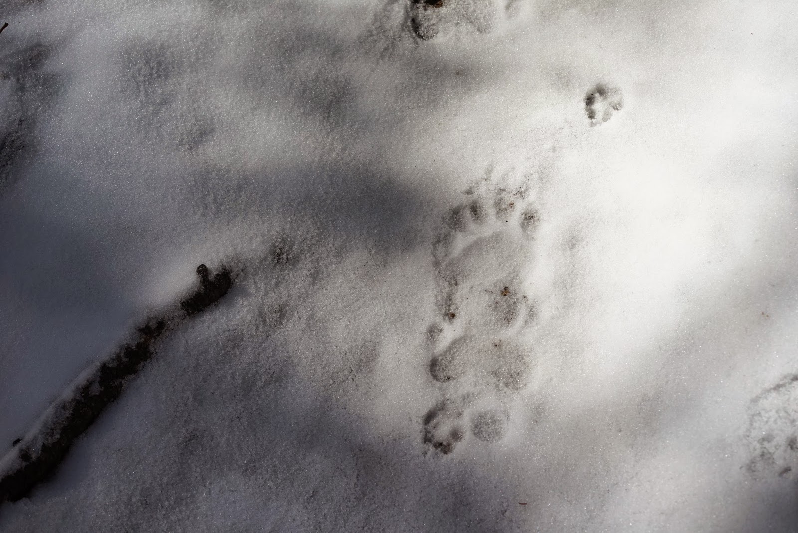 Mid Sierra Musings Hiking The Woodchuck Trail Out Of Wishon Reservoir