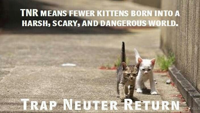 Joa S Arc National Feral Cat Day