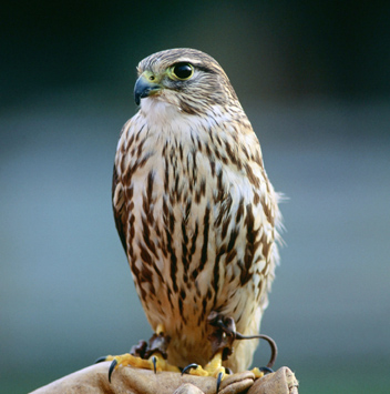 falcon info and photos the wildlife falcon colorado
