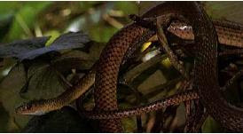 ular berbisa,venomous snake,undeadly snake