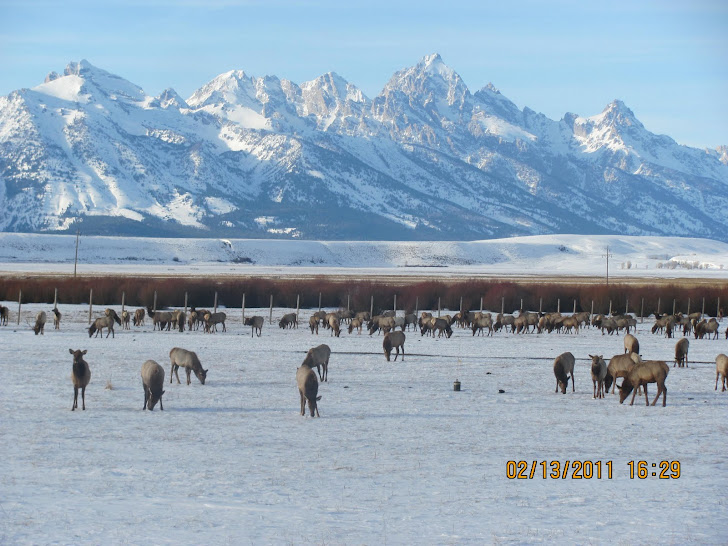 Elk Refuge in Jackson Hole