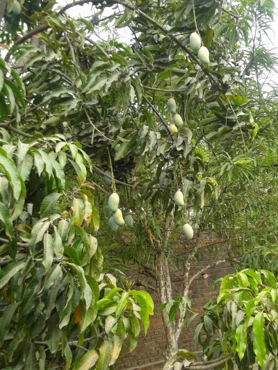 Mango-tree