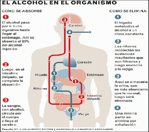 Drogas y adicción El alcohol, efectos y riesgos