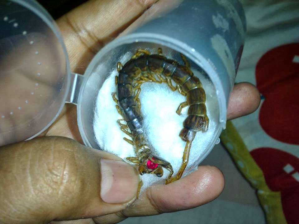 perubatan,mistik, antik, kebudayaan dan sejarah buntat lipan dan lipan