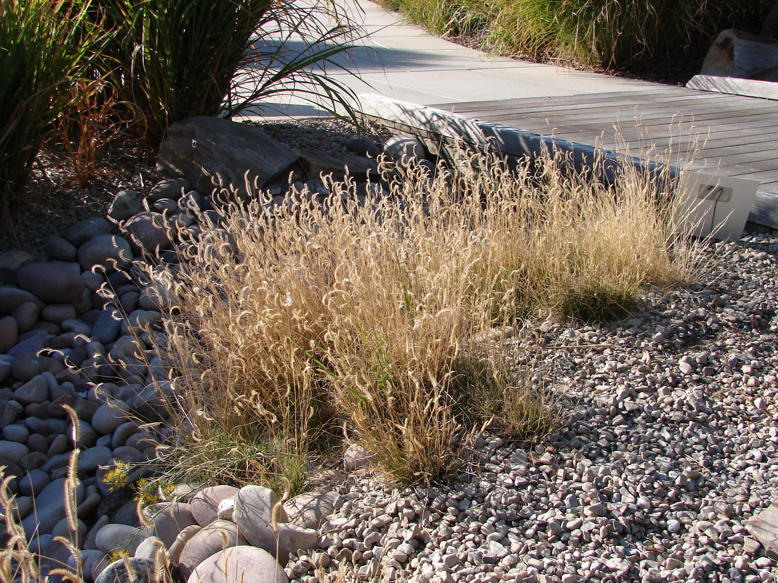 New Utah Gardener The Most Droughttolerant Waterwise Ornamental