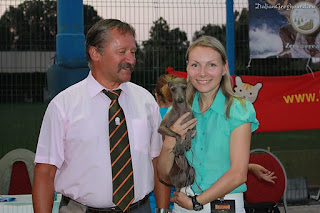 ABIGAIL Pustynny Wiatr Italian Greyhound