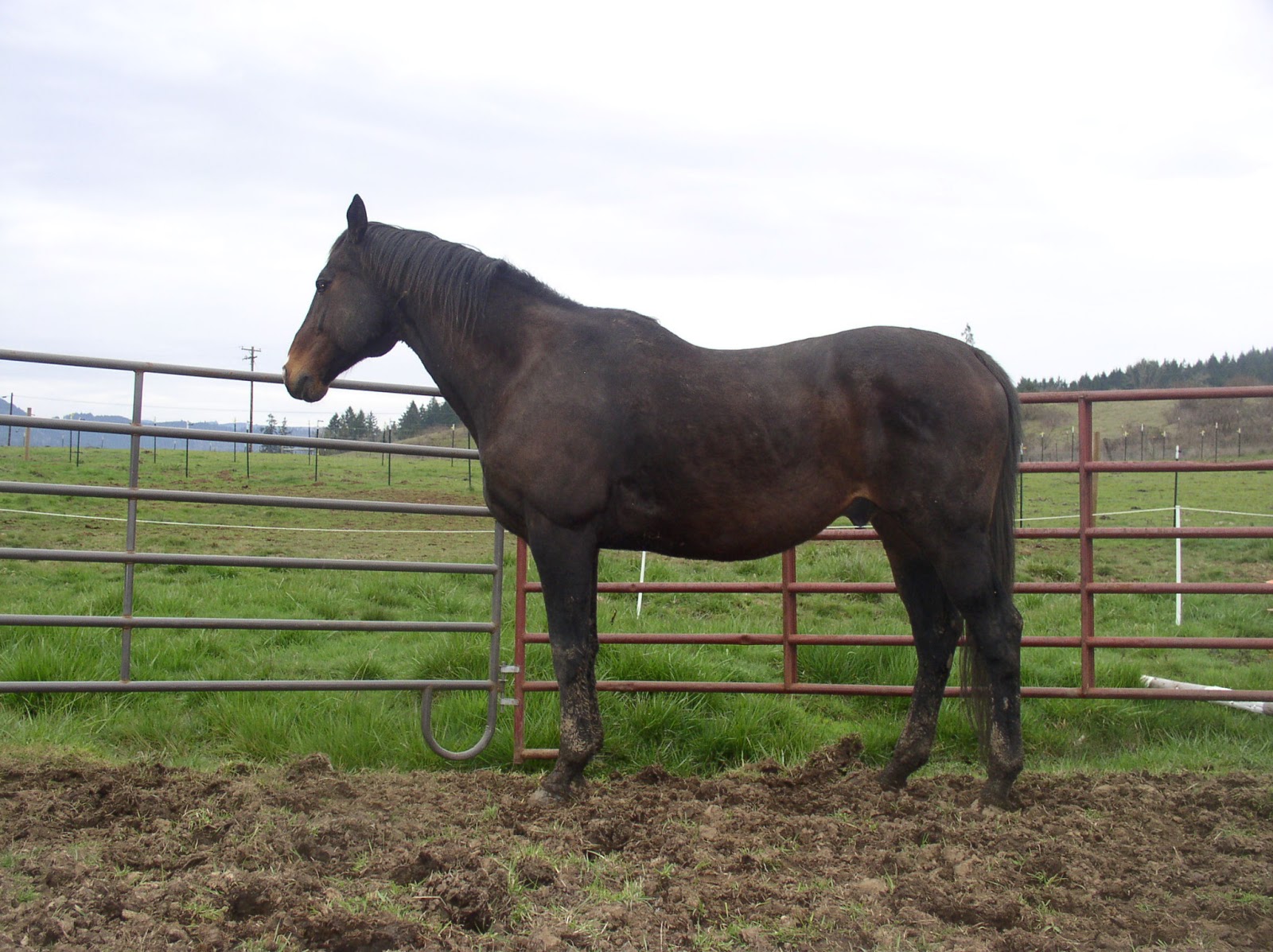 KY Derby or Bust March 2013