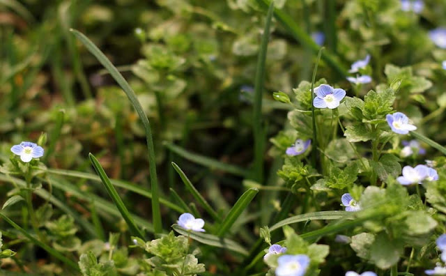 Veronica Persica Flowers Pictures