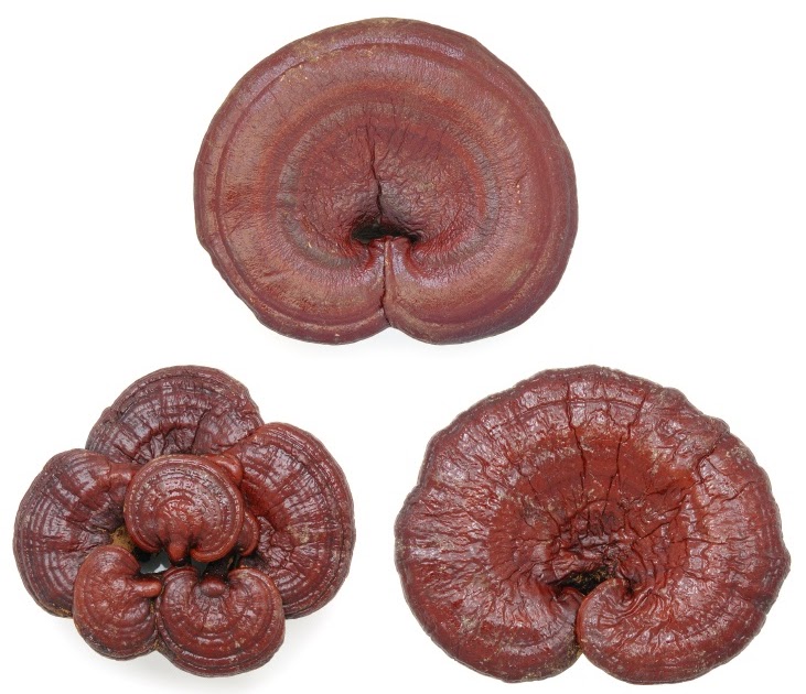 Chinese Medicine Insider The Fungus Among Us The Power of Medicinal