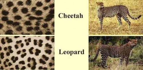 Erica Bunker | DIY Style! The Art of Cultivating a Stylish Wardrobe: Cheetah  vs. Leopard: Can you tell the difference?