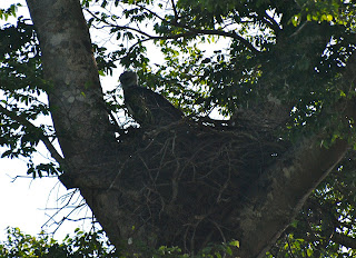 Harpy Eagle Female on Nest