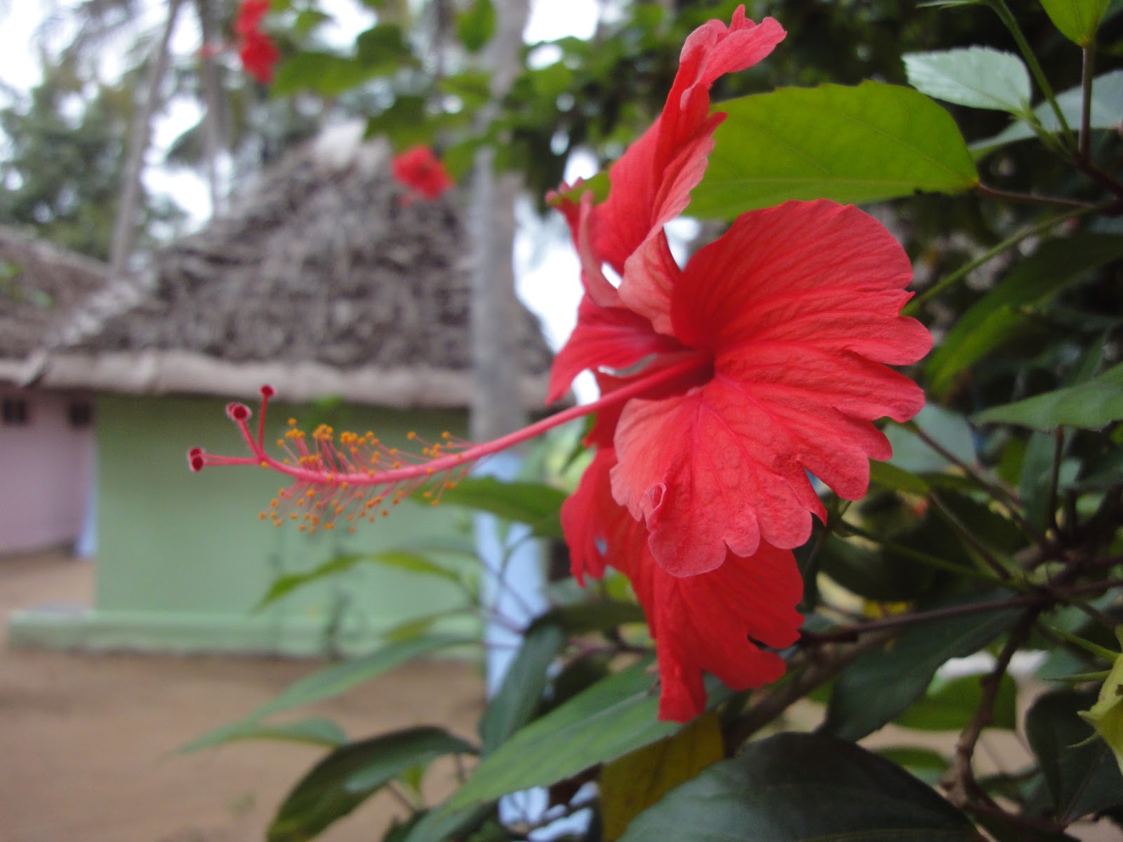 Ngo News Blog Newsline Sevai Amour Cottages Have Plenty Of Semparuthi As Flamboyant Flowers Are you see now top 20 semparuthi semparuthi bass boosted results on the my free mp3 website. ngo news blog newsline blogger