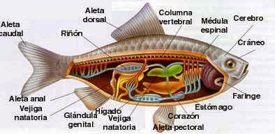 FUNCIONES DE LOS PECES funciones de los peces: