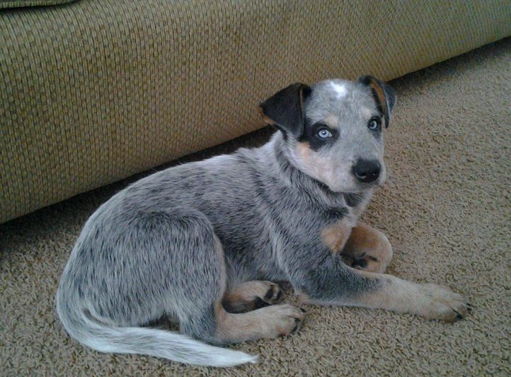 All List Of Different Dogs Breeds: Blue Heeler Puppy Pictures