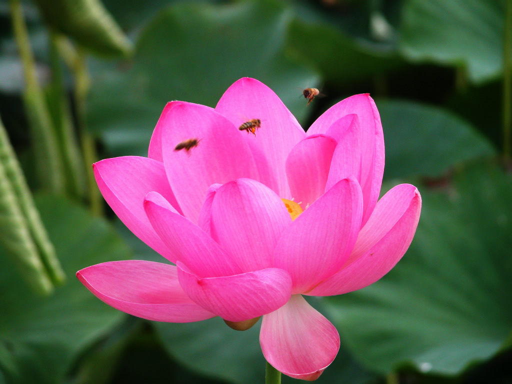 http://2.bp.blogspot.com/-quGAgI1jY-4/Tj68dS3uFiI/AAAAAAAAFmY/BGSBWq3omnE/s1600/Lotus-Flower-1-.jpg