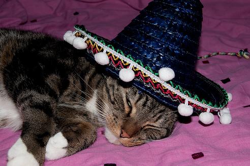 sombrero%2Bcat.jpg