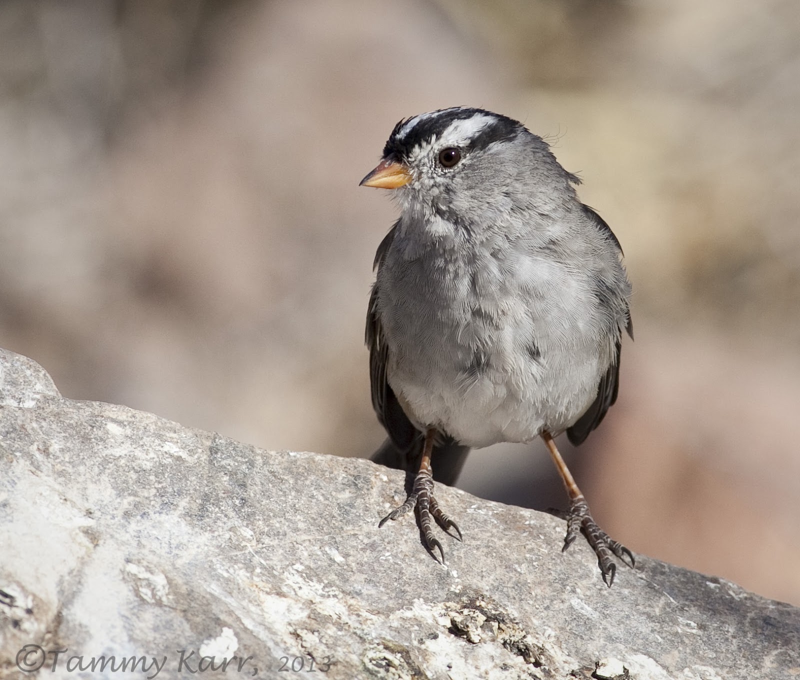 Birding Is Fun! Birding El Paso