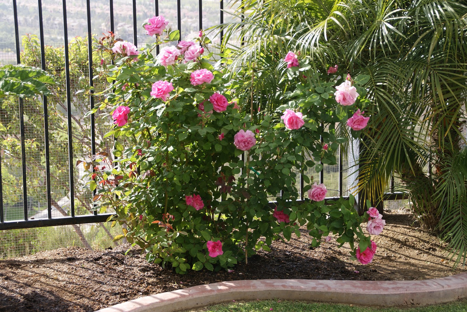 Organic Garden Dreams: Rose of the Month: 'Zephirine Drouhin'