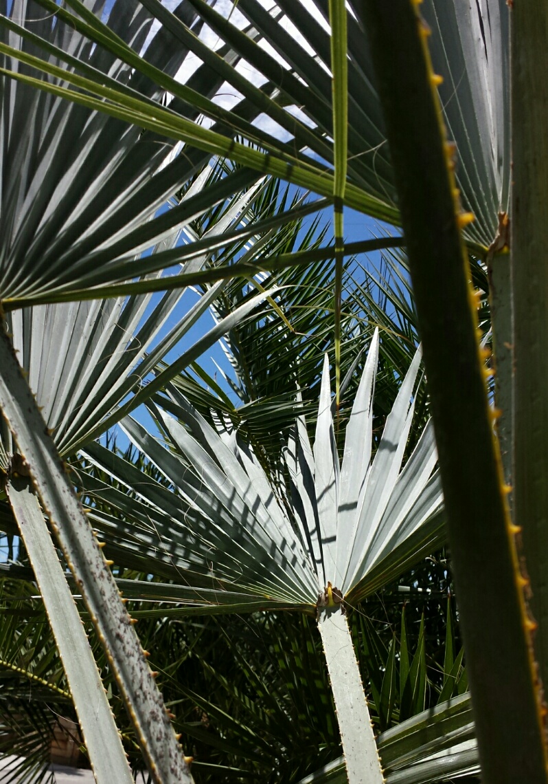 Star Nursery Blog Palms in the Desert