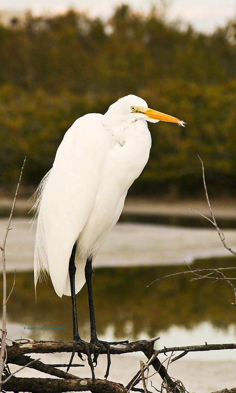 Dave Zosel's Minnesota Nature Photography The Longlegged Wading Birds
