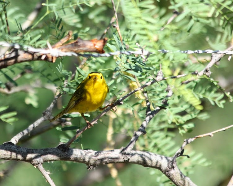Wilson's Warbler