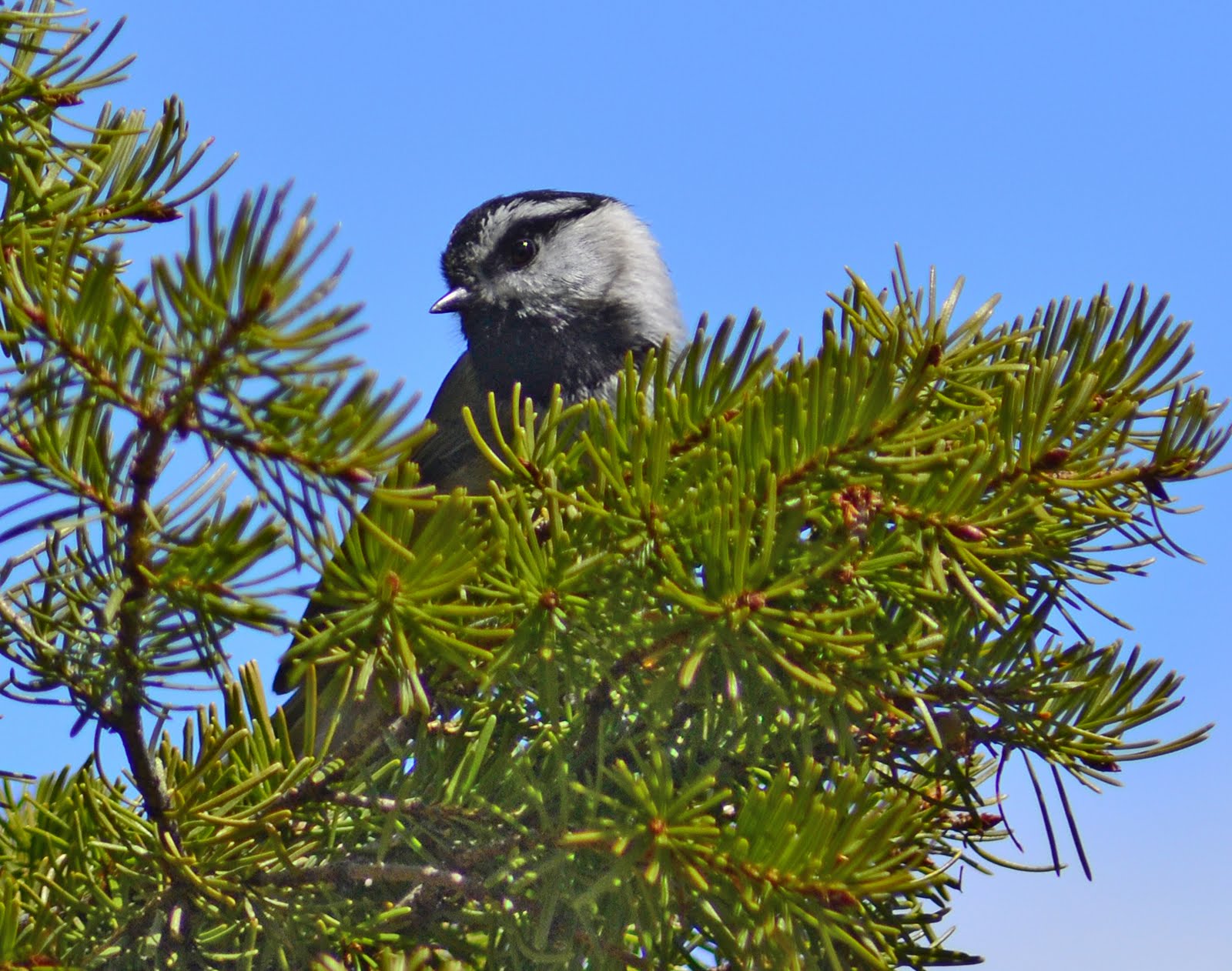 Putah Creek Photo The High Flying Birds of Wyoming and Montana Plus