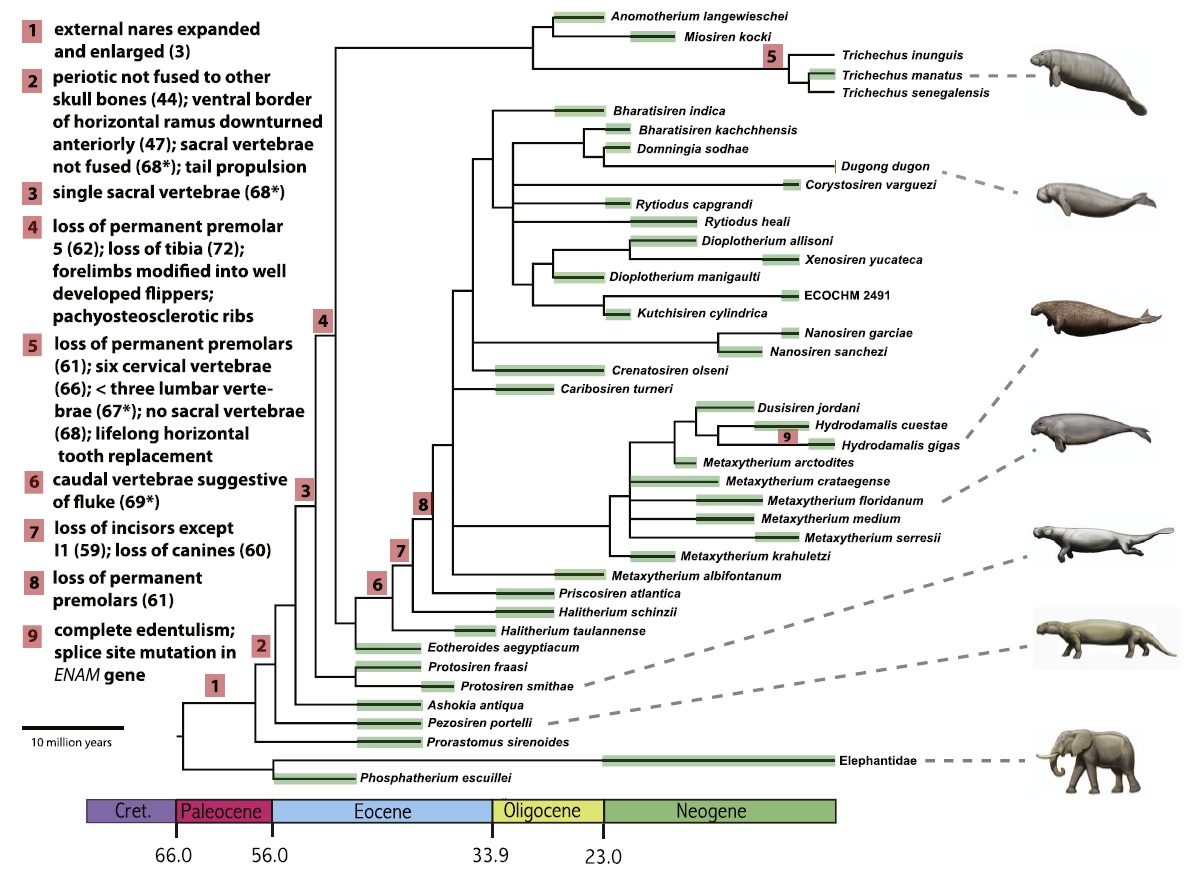 The Coastal Paleontologist, atlantic edition 2015 in review Advances in marine mammal paleontology