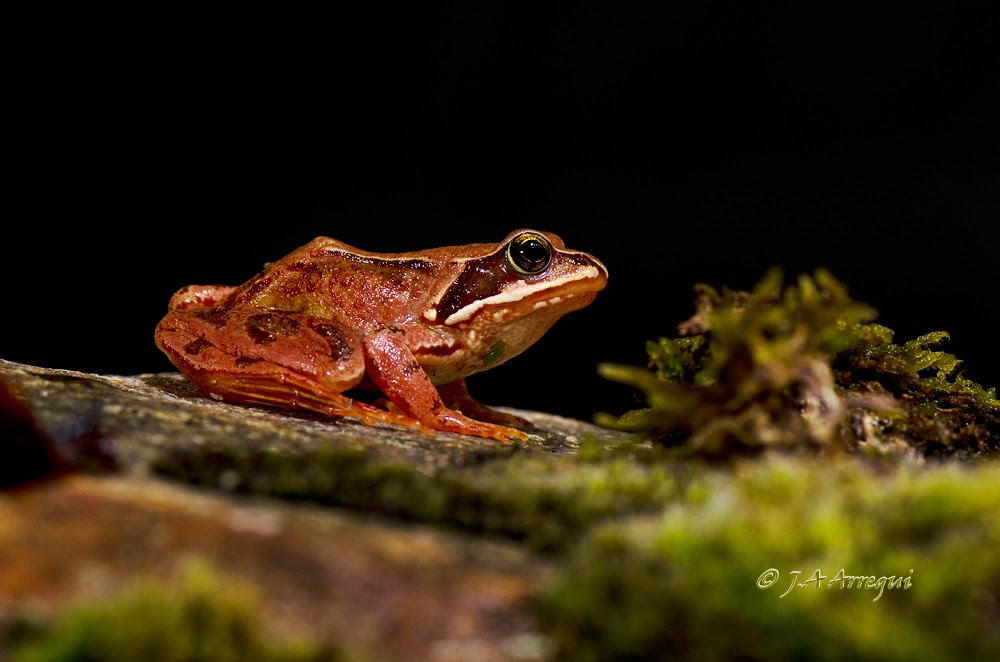 Rana bermeja, Rana temporaria, Common frog Rana bermeja, Rana temporaria, Common frog