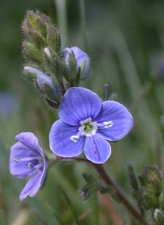 Flora of East Anglia Website <br>(click on picture to visit the site)