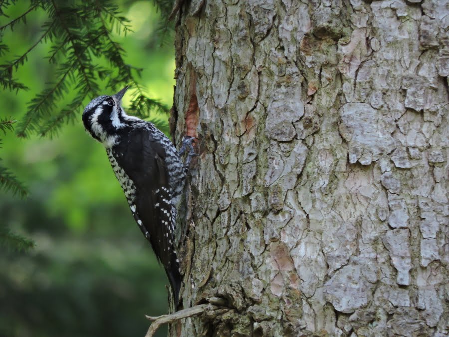 Top species to see in Slovenia