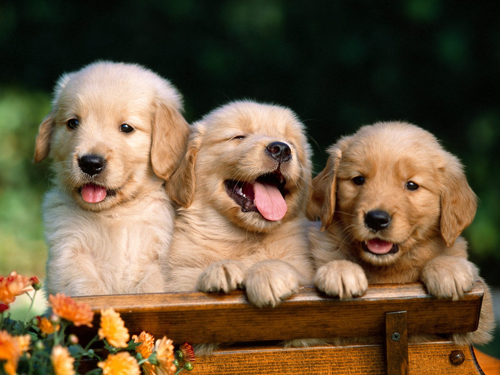 http://2.bp.blogspot.com/-qwYMfjDLCPU/UAv-ldw_j5I/AAAAAAAAK7g/jS19ObD94L4/s1600/Puppy+2.jpg