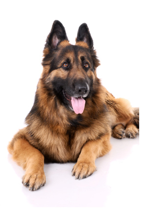 German Shepherd Herding Dog picture Herding Dog Breeds