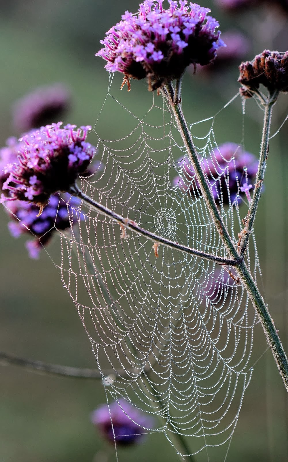 Dewy Web