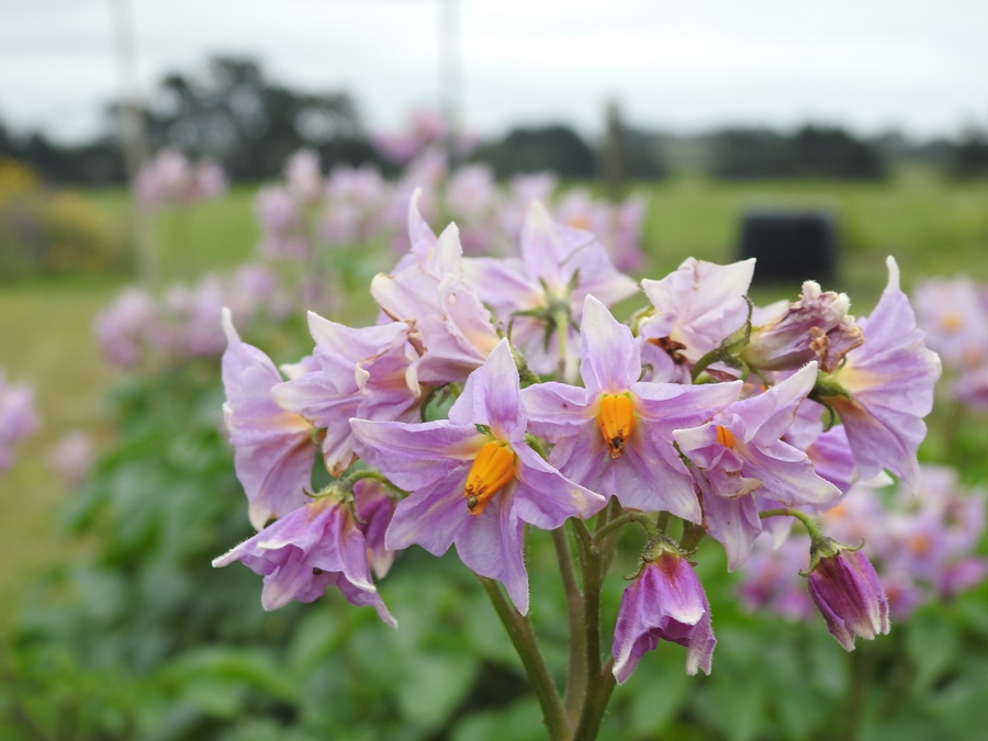 Hoe And Shovel New Zealand Tea Tree
