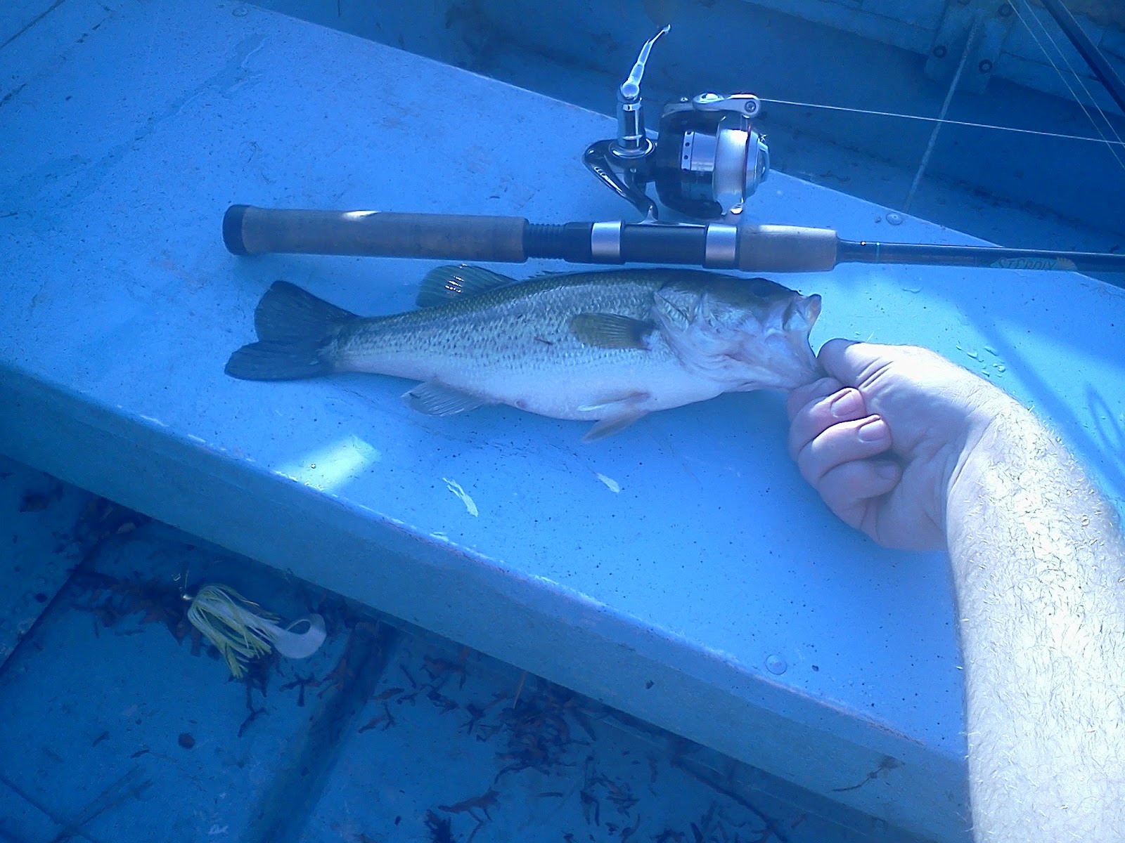 Somehow This Fish Latched Onto A White Chaterbait Where The Blade Of The Bait Was Larger Than The Mouth Itself Hey It Was A First Fish And Ill Take All Somehow This Fish Latched Onto A White Chaterbait Where The Blade Of The Bait Was Larger Than The Mouth Itself Hey It Was A First Fish And Ill Take All