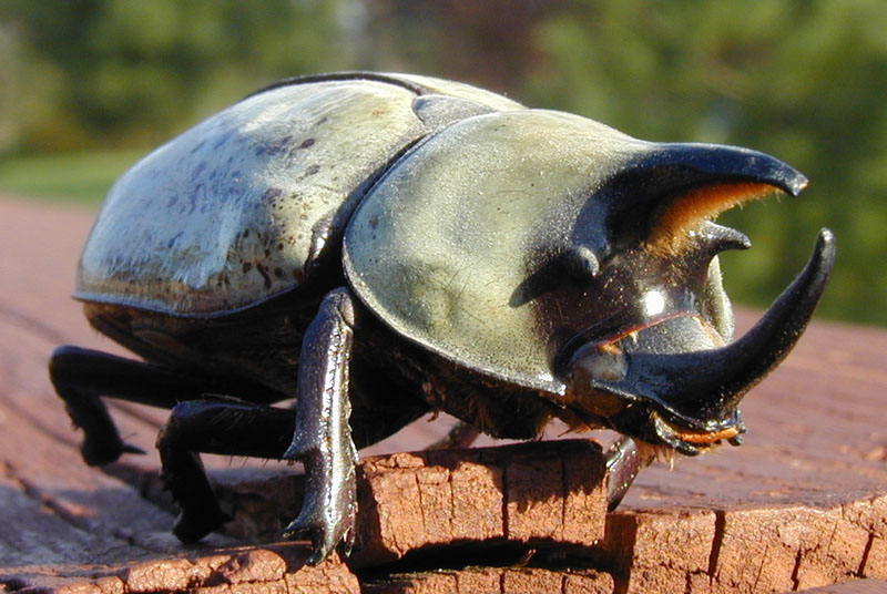 All About Wild Life Information Hercules Beetle Info and Pictures