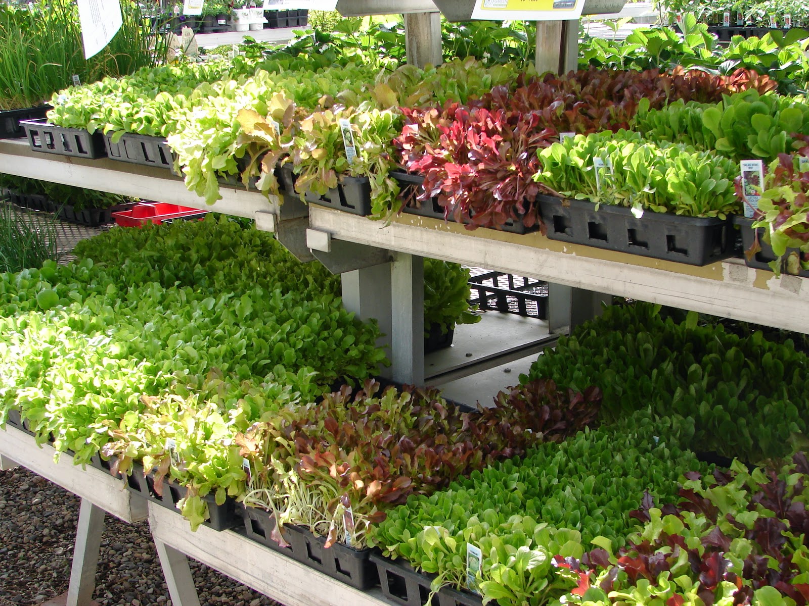 New Utah Gardener Planting Cool Season Vegetables In Utah