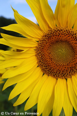 Plan rapproché sur une fleur de tournesol