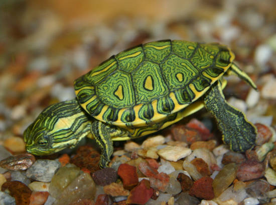 Peixes de aquário - A cobrinha kuhli (Pangio kuhlii) é um peixe cobitídeo,  nativo do Sudeste asiático, que mede em torno de 7 cm e é muito colorido,  apresentando o corpo listrado