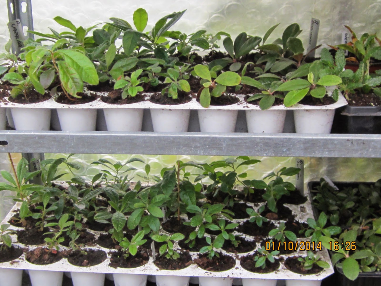 Let Your Light Shine The Exbury