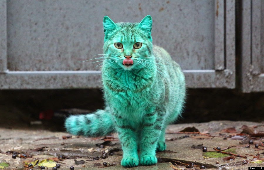 chat-vert-vrai.jpg