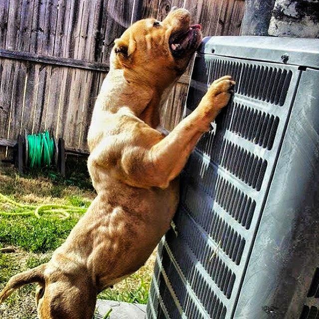 They ll teach you to run fast "Pitbull Training" My Interests